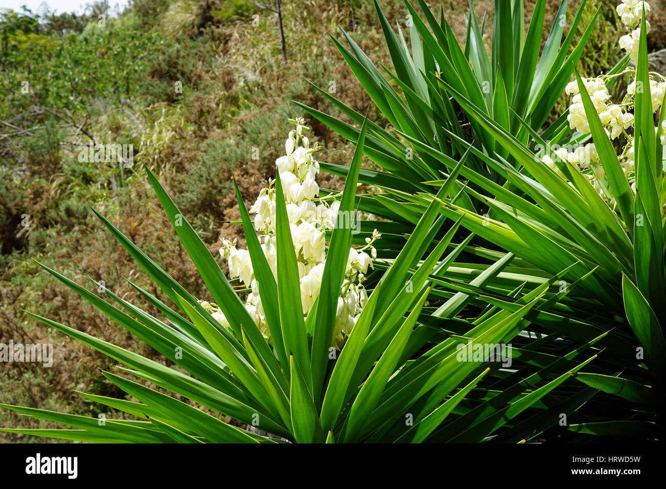 Yuccas mit blühenden Blumen wachsen in Whangarei Steinbruch in Neuseeland Stockfoto