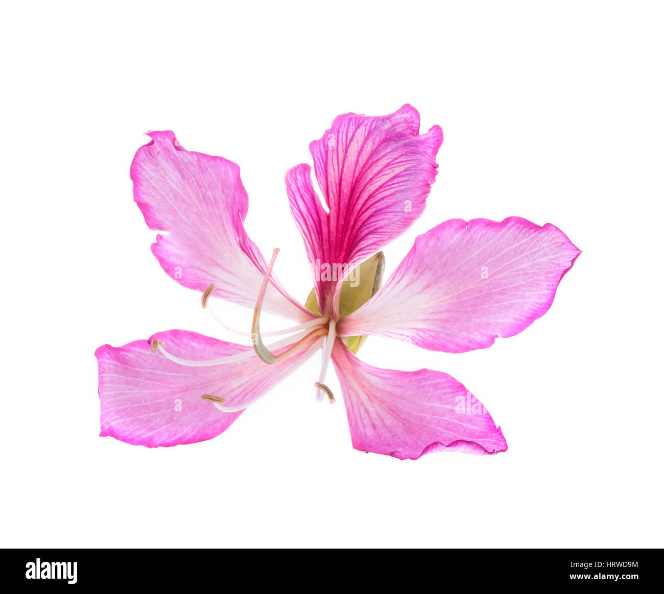 Hong Kong Orchidee Stockfoto