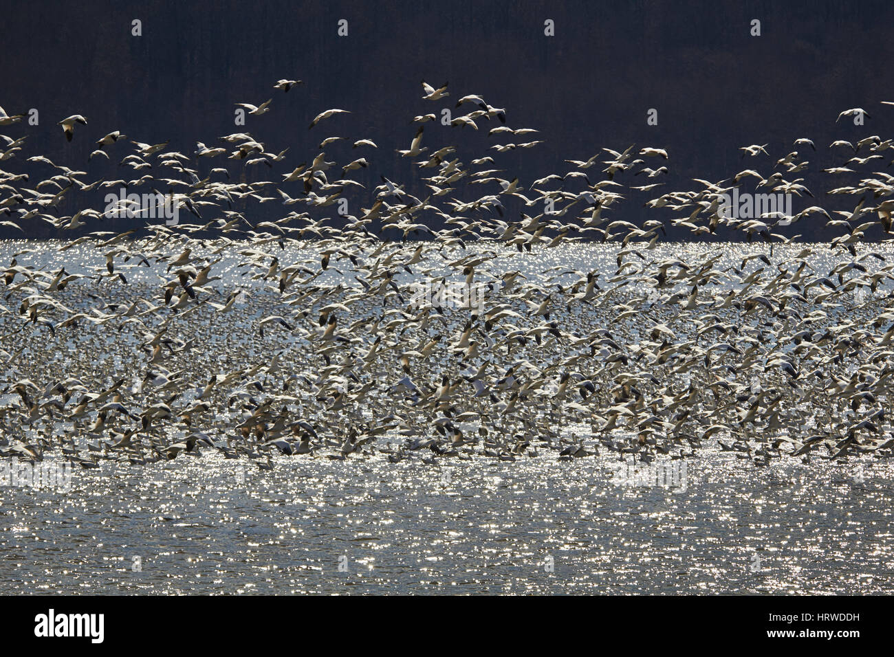 Schneegänse Migration, Februar 2017, Middle Creek Wildlife Management Area, Lancaster County, Pennsylvania, USA Stockfoto