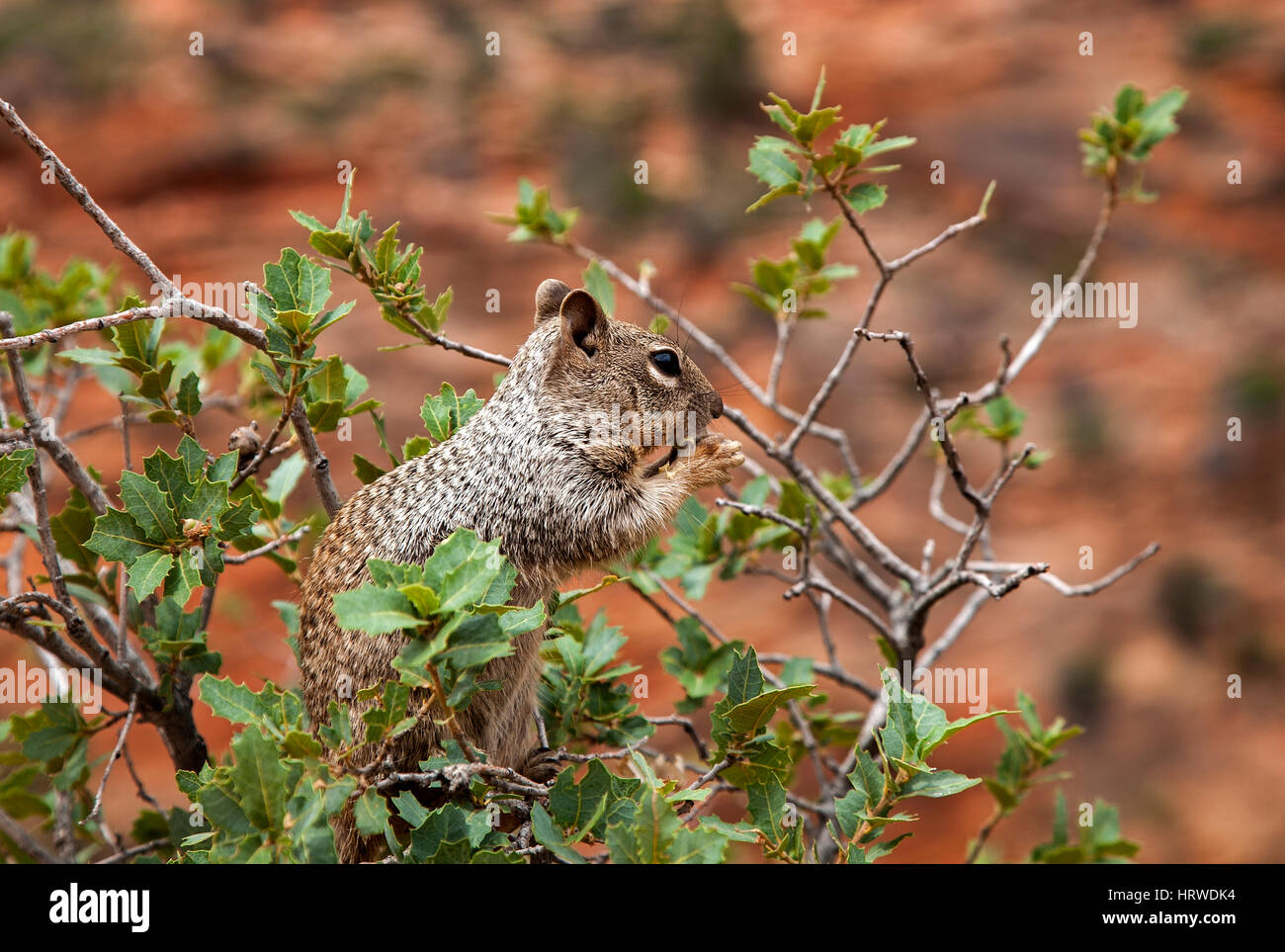 Zion Uinta-Streifenhörnchen Tamias Umbrinus, Nationalpark Zion National Park, Usa Stockfoto