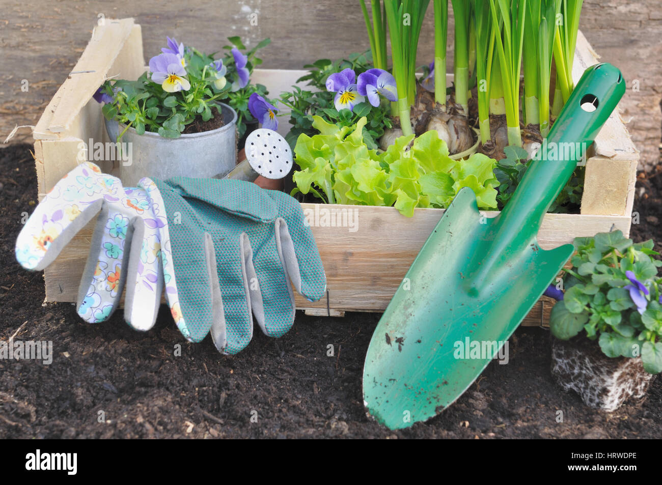 Schaufel und Feder Blume in einer Kiste im Gartenboden Stockfoto