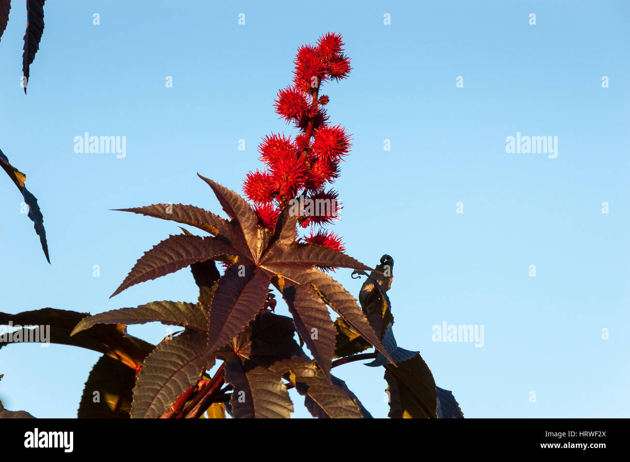 Kapseln des Wunderbaumes (Ricinus Communis), rote Variante, eine tropische Pflanze die Samen / Bohnen werden verwendet, um Castor Öl zu produzieren. Stockfoto