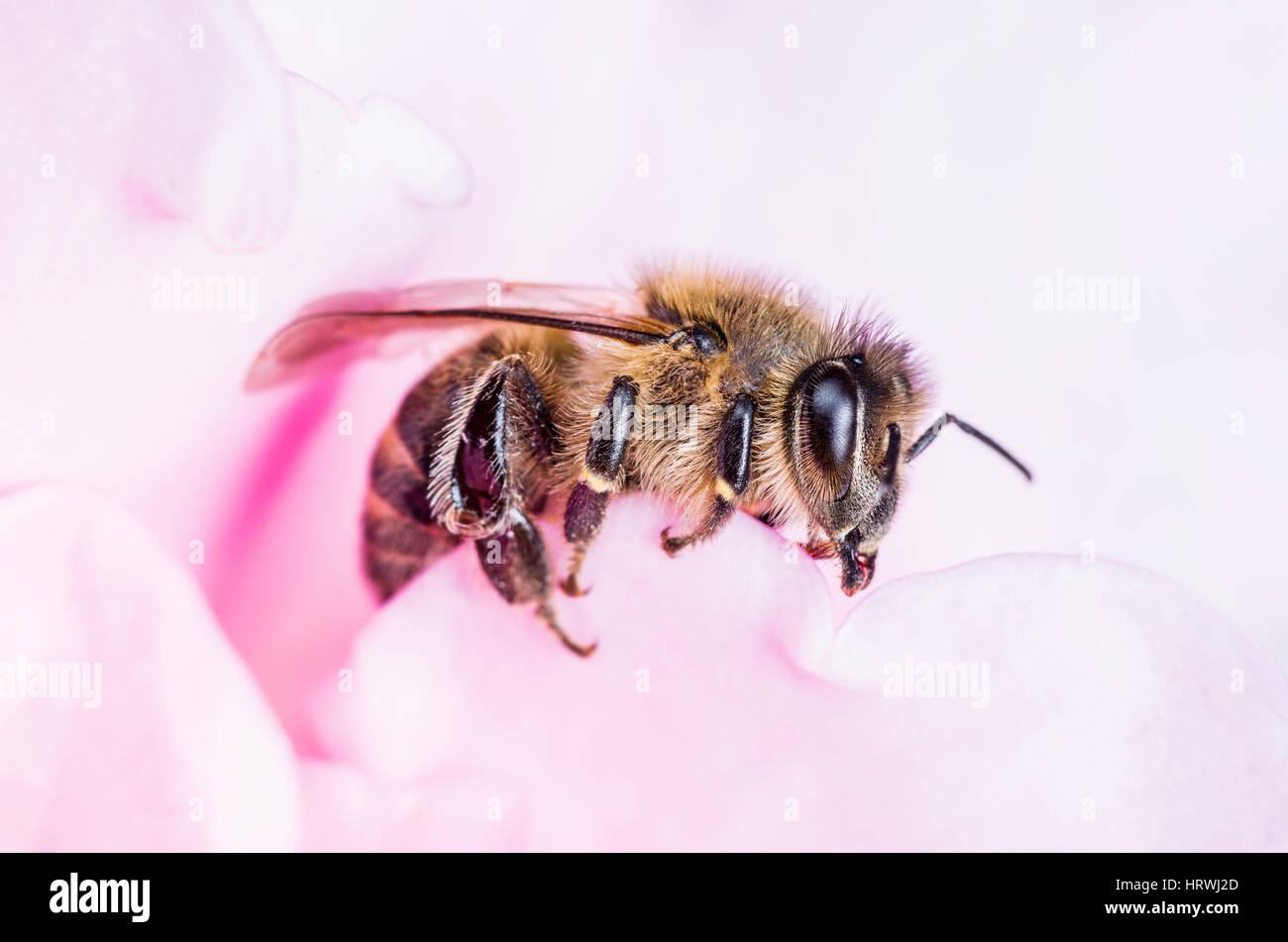 Honigbiene bestäuben rosa Rose Stockfoto