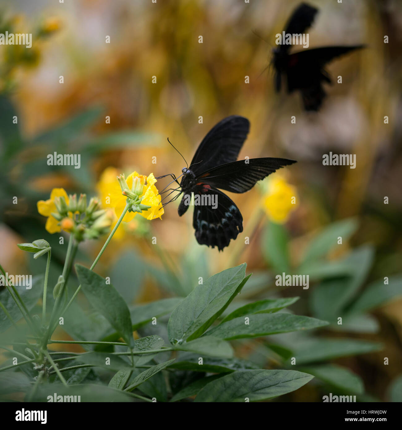Schöne scharlachrote Schwalbenschwanz Schmetterling auf leuchtend gelbe Blüte mit anderen Schmetterling fliegen im Hintergrund Stockfoto