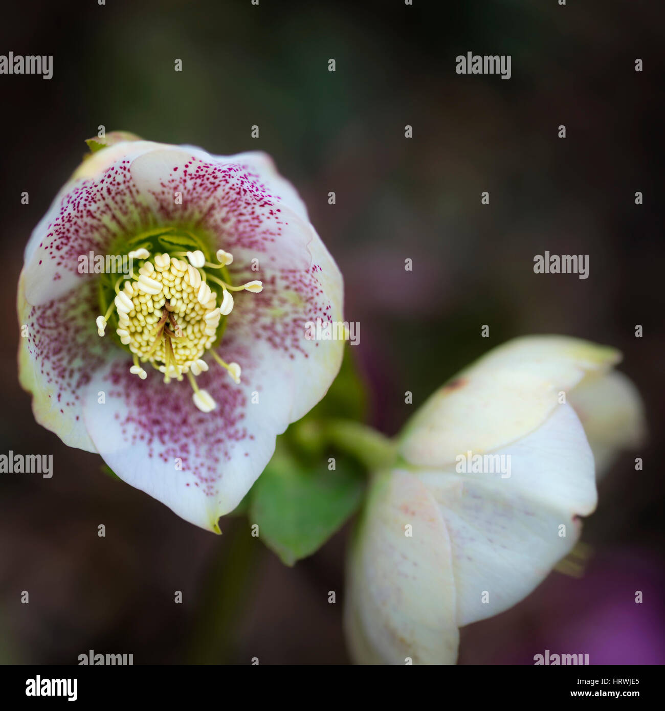 Schöne helleborous Hybridus Blume in voller Blüte im Frühjahr Stockfoto