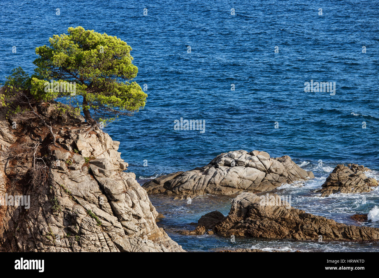 Einsamer Baum auf einer Klippe auf Costa Brava Küste des Mittelmeeres in Katalonien, Spanien Stockfoto