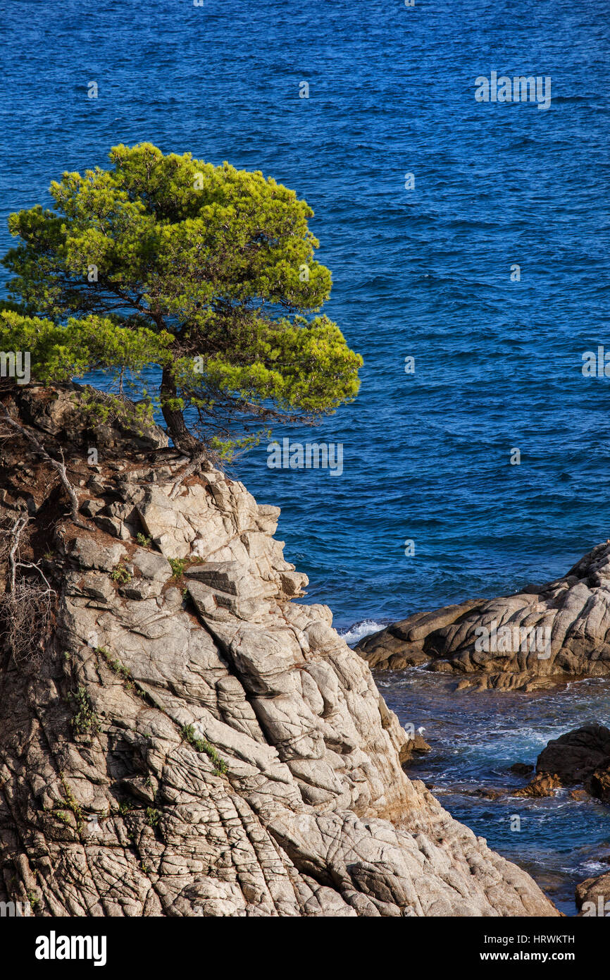 Einsamer Baum auf einer Klippe am Mittelmeer an der Costa Brava in Katalonien, Spanien Stockfoto