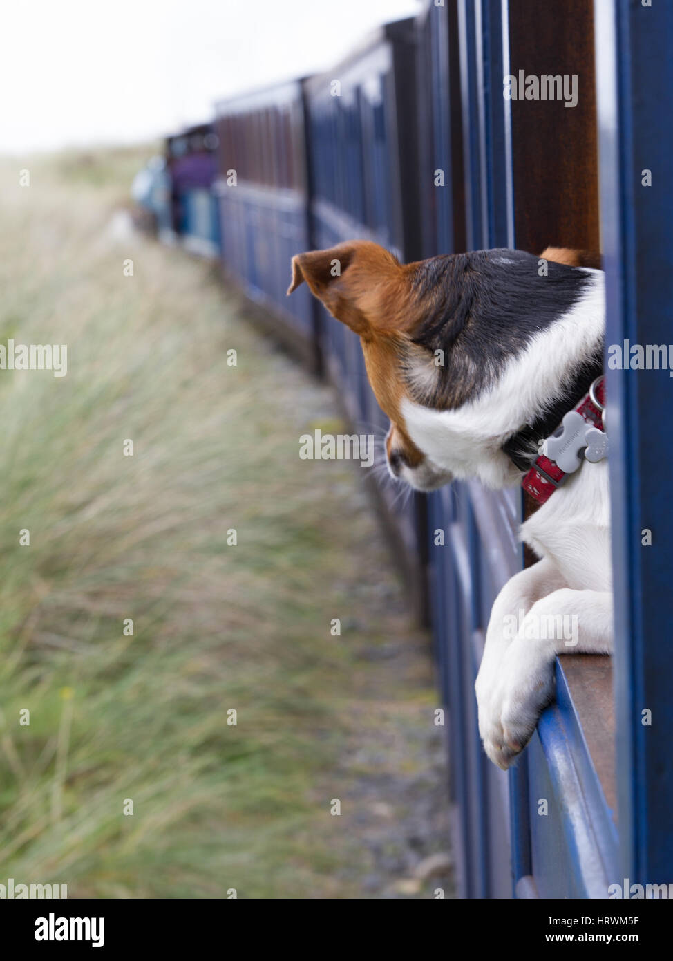 Jack Russell Terrier JRT Rusty blickt von einem Zug auf der Fairbourne Railway, North Wales Stockfoto