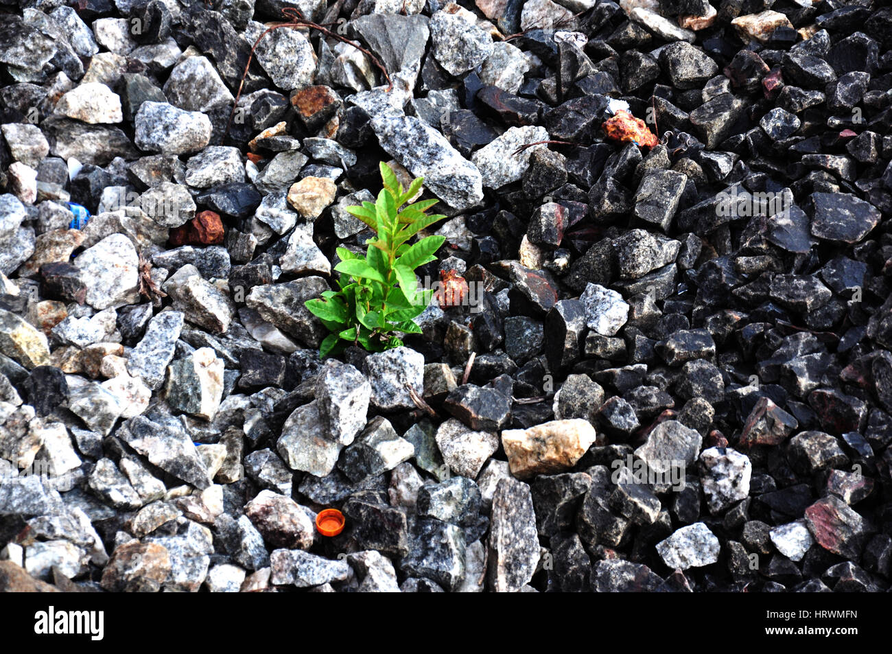 Harz gebundener Stein anfällig für Unkrautwachstum. Regnerisch, Stein (Foto Copyright © by Saji Maramon) Stockfoto