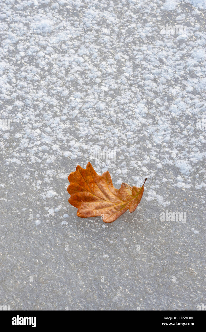 Eine Orange gefärbte Eichenblatt auf ein Eis und Schnee bedeckten Teich. Stockfoto