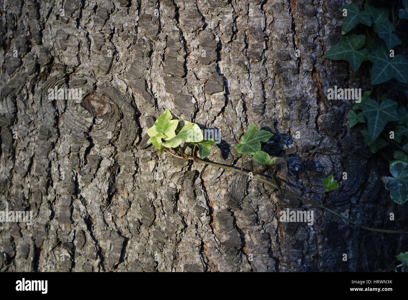 Hedera Helix, gemeinsame Efeu wächst auf einem Baum in der italienischen Landschaft Stockfoto