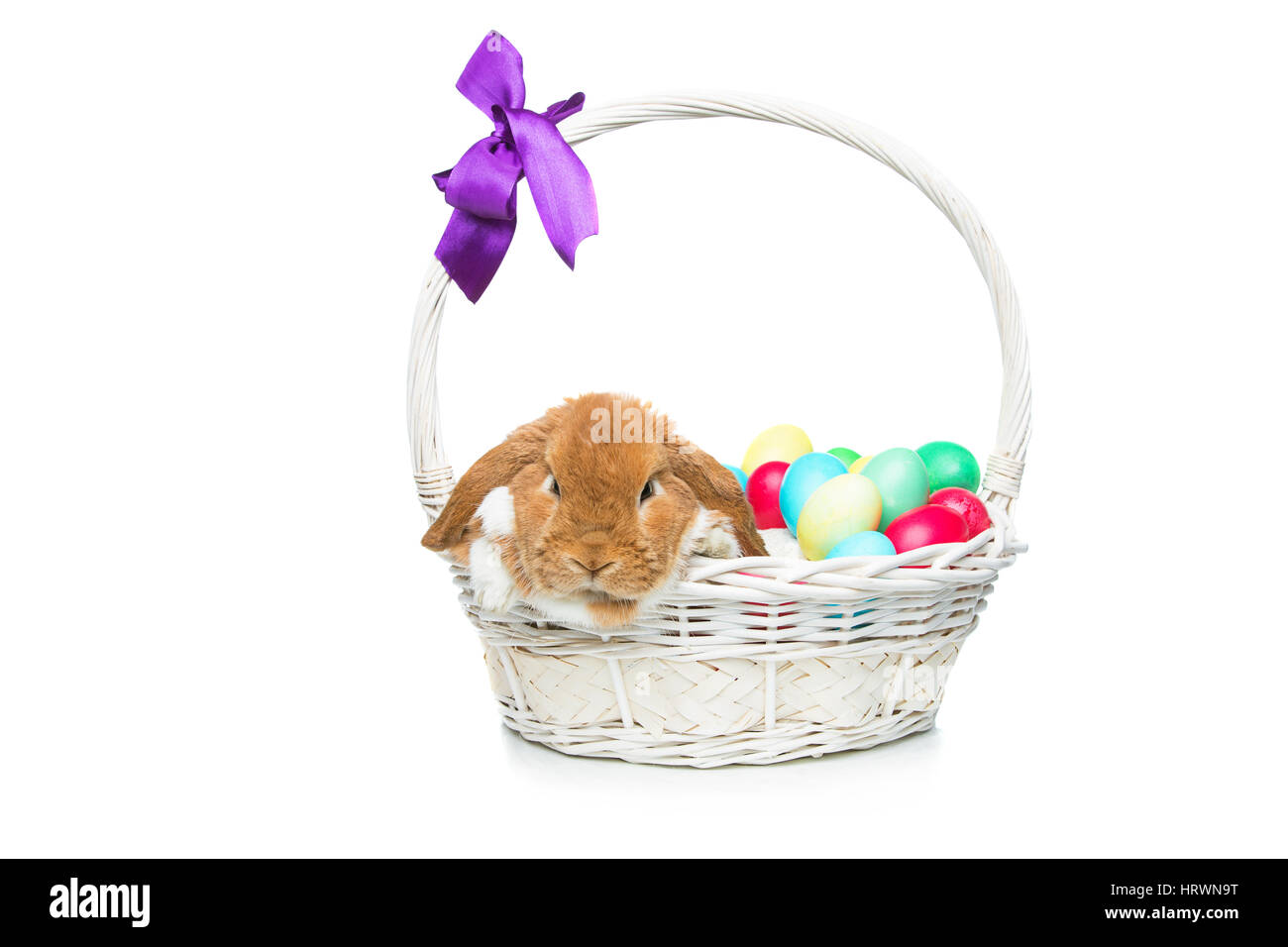 Entzückende roten Sattelschweins Hauskaninchen sitzen im Korb mit Ostern farbigen Eiern. Osterhase. Isoliert auf weißem Hintergrund. Kopieren Sie Raum. Stockfoto