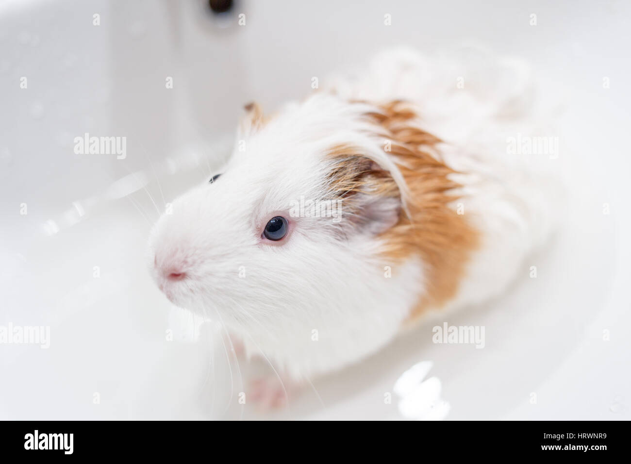 Weisse Meerschweinchen Baden in einem Waschbecken Stockfoto