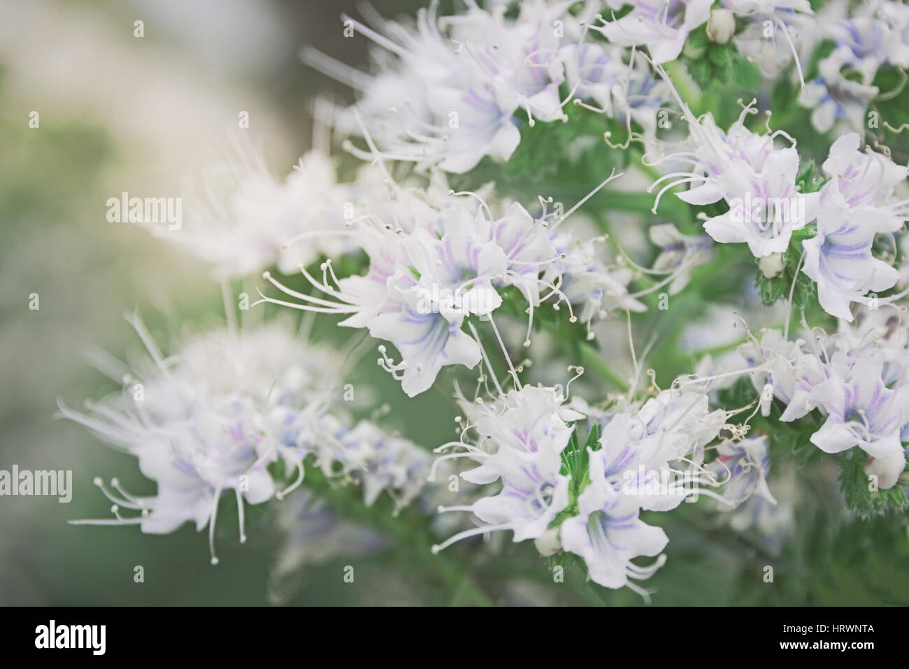Echium Decaisnei stammt aus Gran Canaria und Fuerteventura in Kew botanischen Gärten Stockfoto
