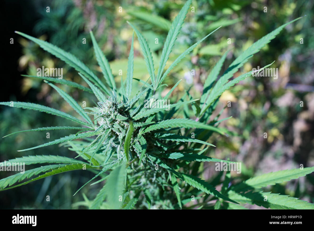 Eine Pflanze von Marihuana. Stockfoto