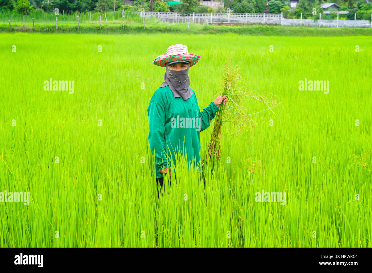 ROIET, THAILAND - 13. August 2014: Thaifrauen Bauer in ihrem Paddy arbeiten. Stockfoto