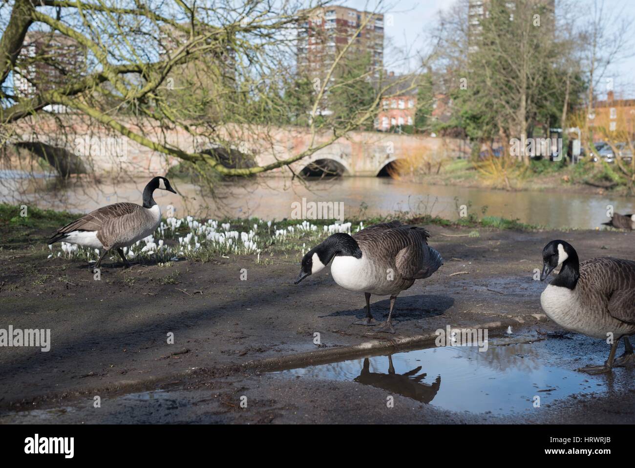 Tamworth, Staffordshire, UK. 4. März 2017. Super Wetter am Morgen. Blühende Blumen auf Bäume, Narzissen und Krokusse. Bildnachweis: Slawomir Kowalewski/Alamy Live-Nachrichten Stockfoto