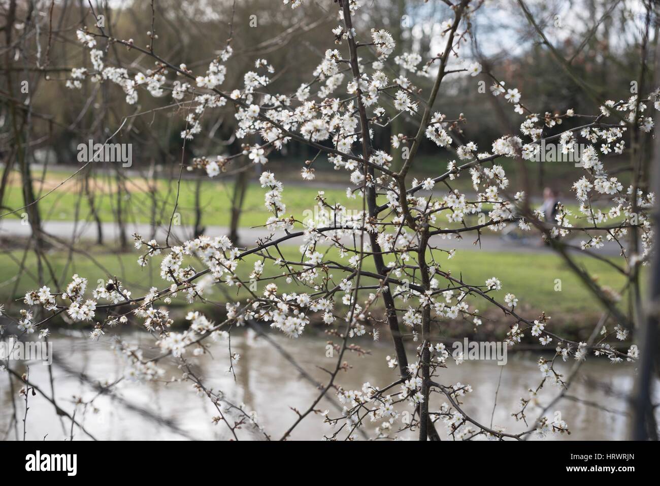 Tamworth, Staffordshire, UK. 4. März 2017. Super Wetter am Morgen. Blühende Blumen auf Bäume, Narzissen und Krokusse. Bildnachweis: Slawomir Kowalewski/Alamy Live-Nachrichten Stockfoto