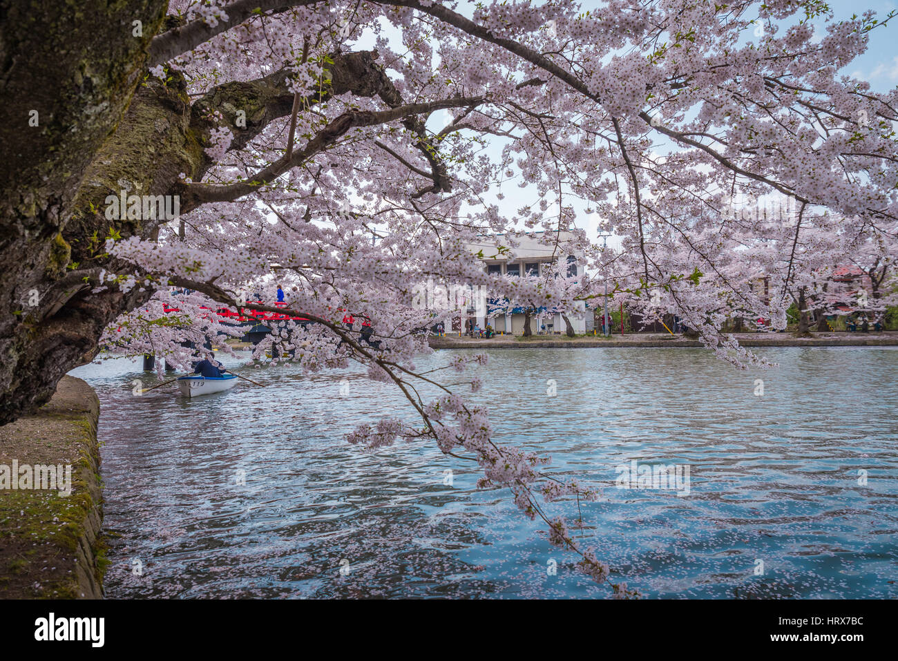 Aomori, Japan - 28. April 2014: Menschen verbinden das Boot im Teich des Hanami Festival in Hirosaki park Stockfoto