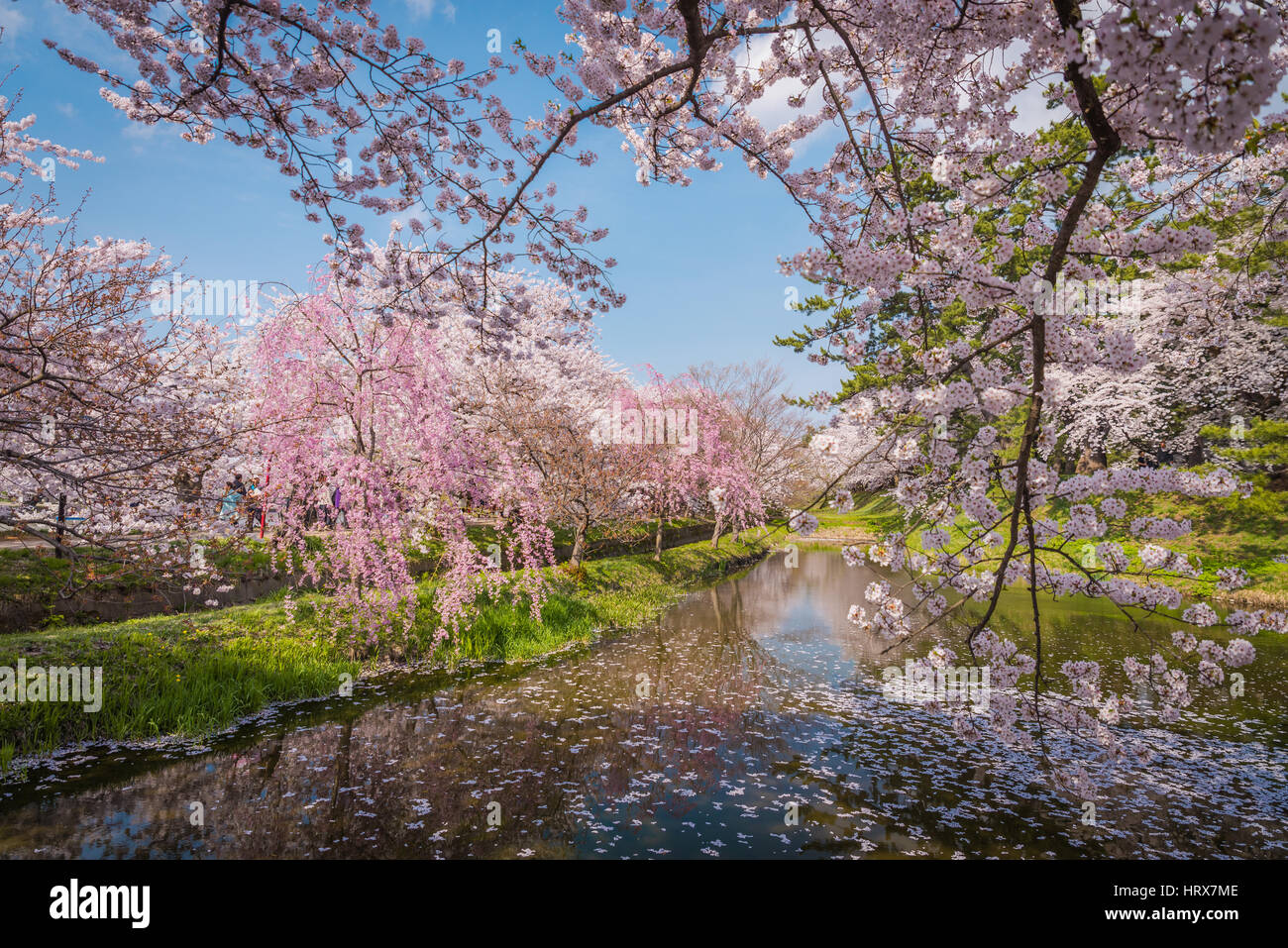 Aomori, Japan - 28. April 2014: Reisende in Hirosaki Castle Park. Die geräumigen öffentlichen Park, der schöne rosa Kirschblüte in vollem Umfang hat Stockfoto