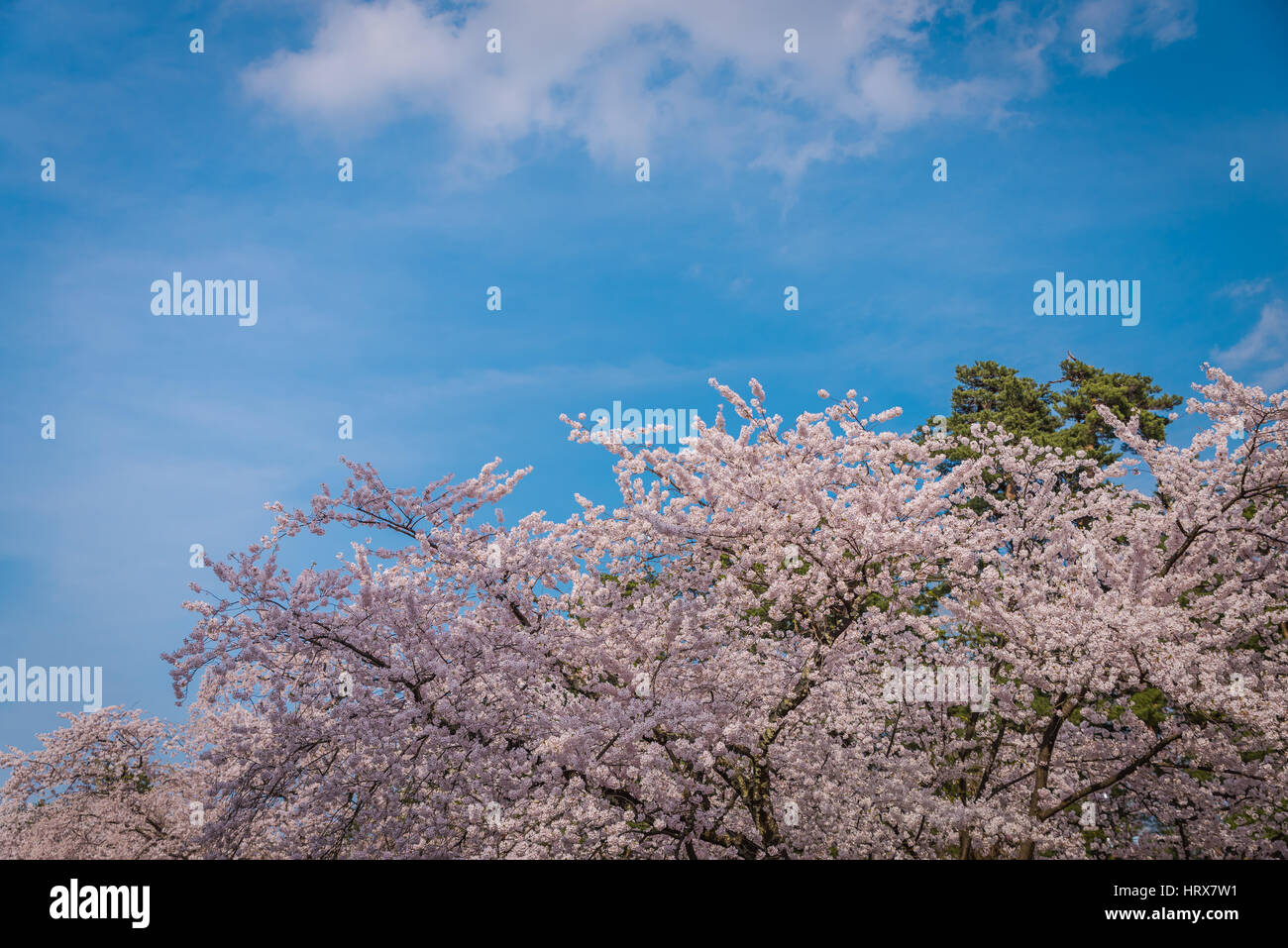 Kirschblüten im Frühling am Schloss Hirosaki, Präfektur Aomori, Japan Stockfoto