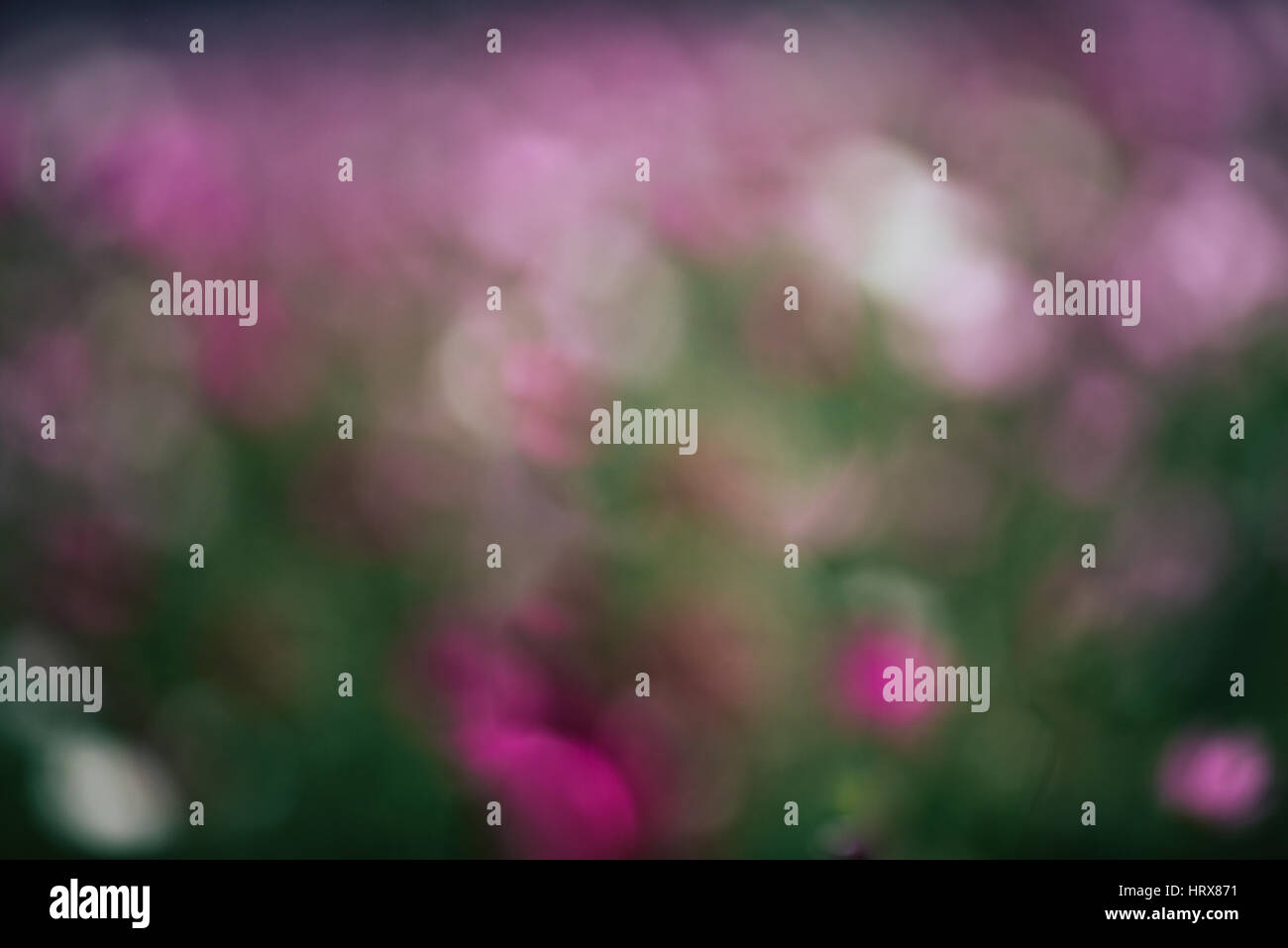 Abstrakte verschwommene Bokeh von Cosmos Blumen Frühling Stockfoto