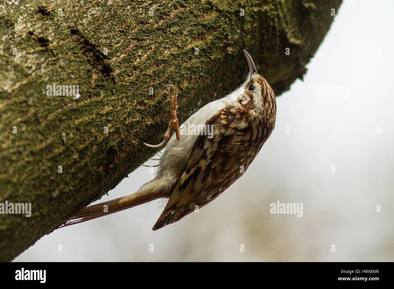 Treecreeper Stockfoto