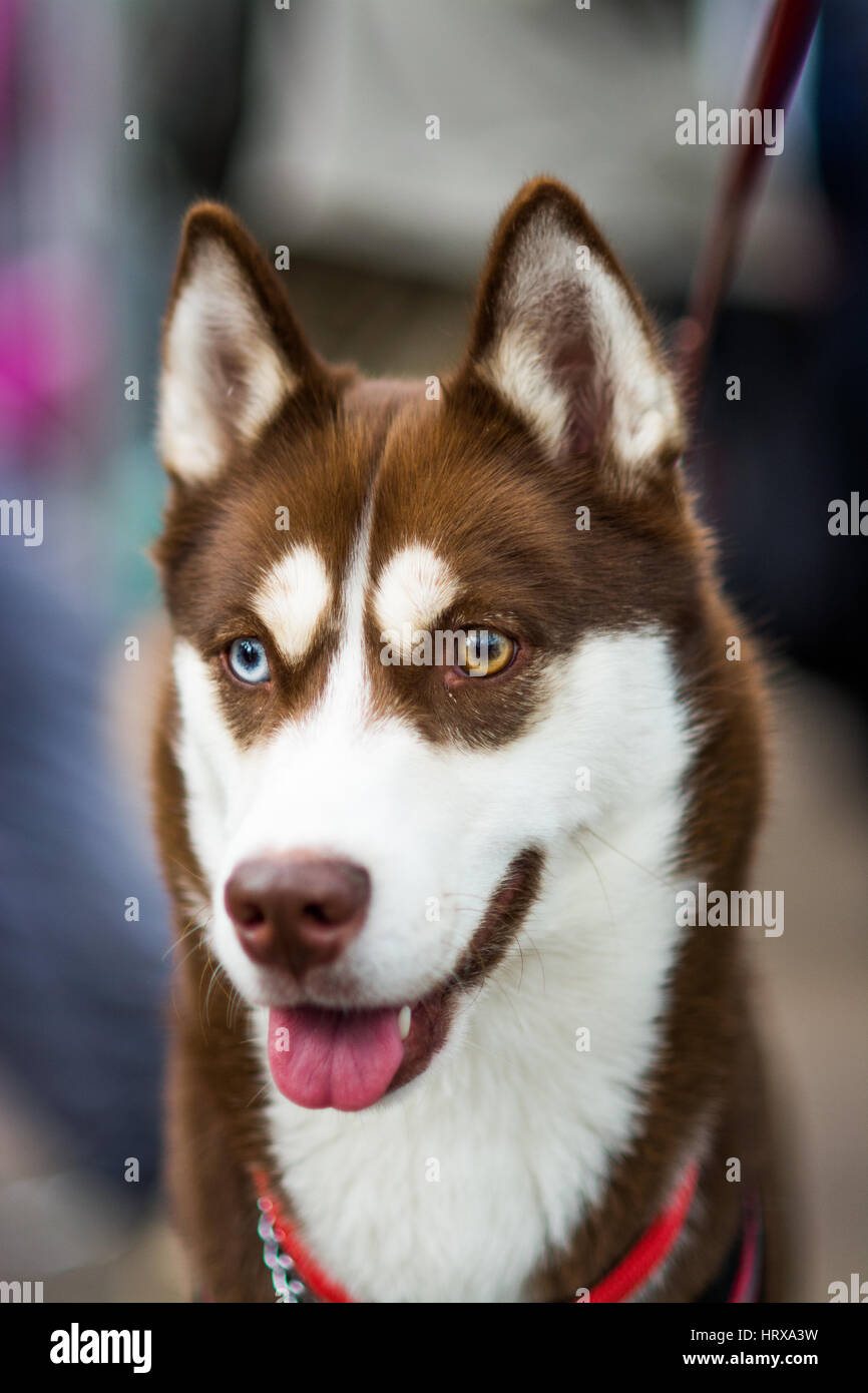 Eine schöne Husky Hund mit heterocromia (Augen unterschiedliche Farben) 1 braun, blau Stockfoto