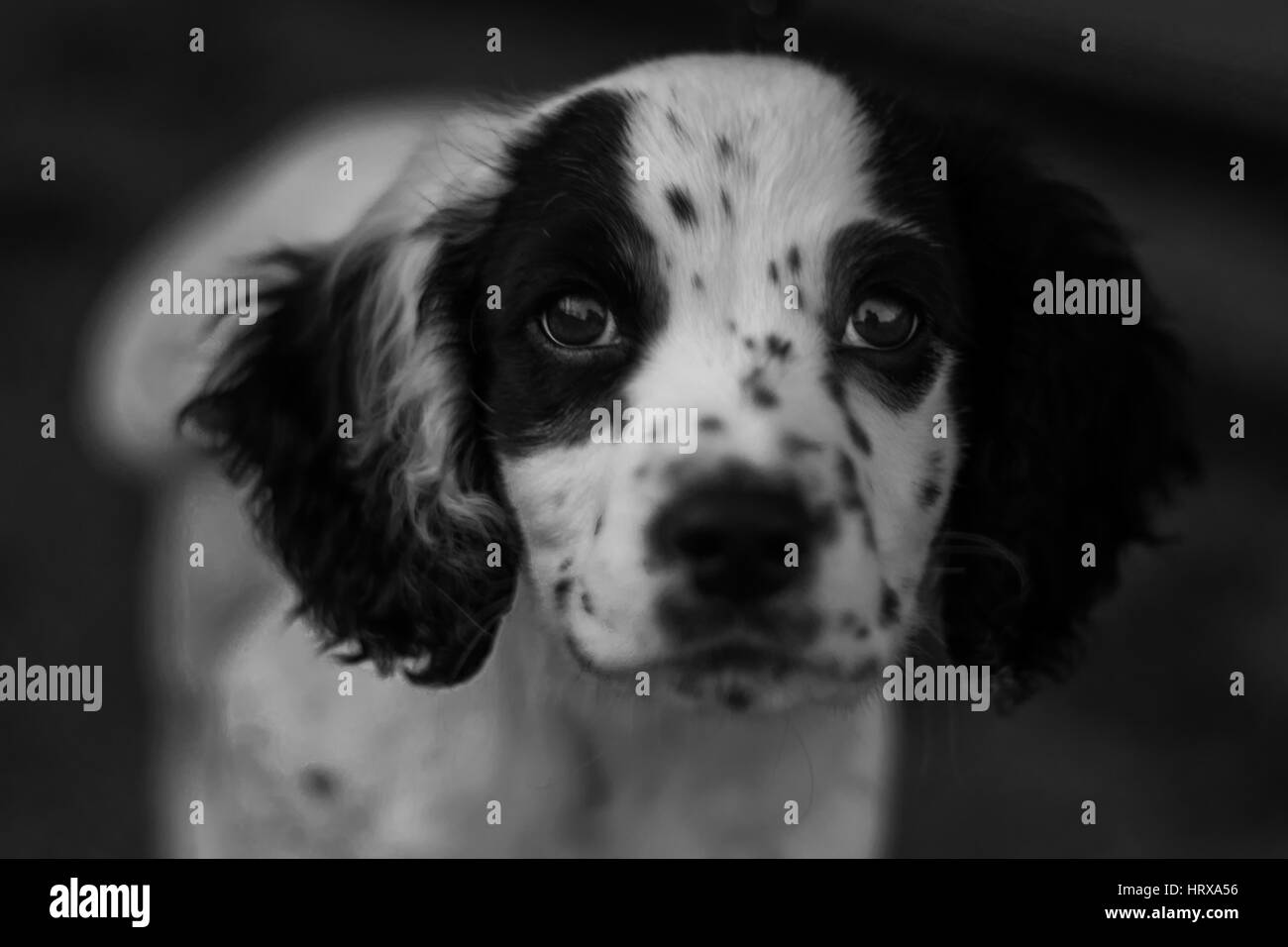Eine schöne Springer Spaniel hund in Schwarz und Weiß genommen Stockfoto