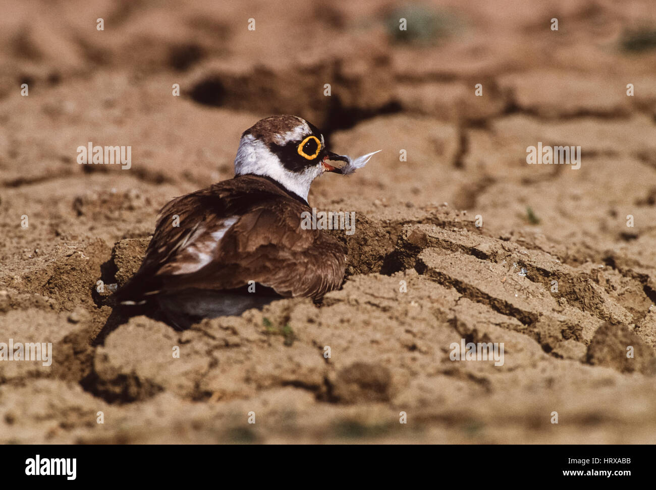 Kleinen Flussregenpfeifer Regenpfeifer,(Charadrius dubius), Keoladeo Ghana Nationalpark, Bharatpur, Rajasthan, Indien Stockfoto