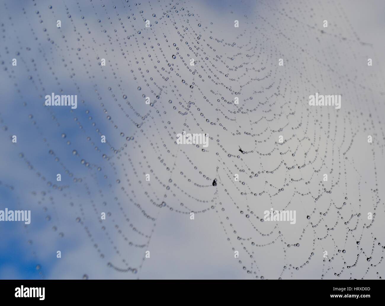 Konzentrische Tautropfen auf einem Orb-Spinnennetz Stockfoto