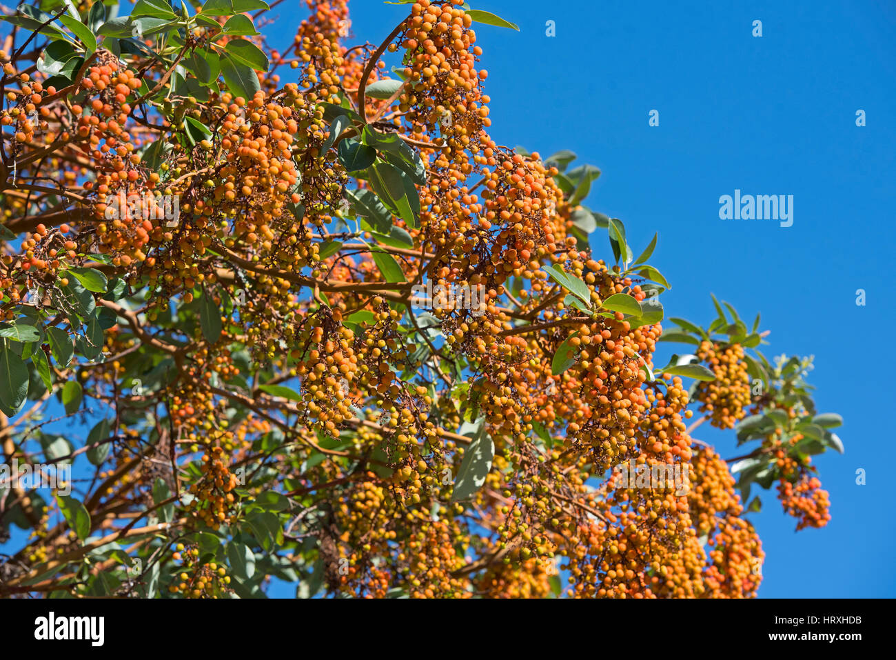 Arbutus Baum im Frühherbst mit schwer beladen Obst bei Deep Bay auf Vancouver Island, BC. Kanada. Stockfoto