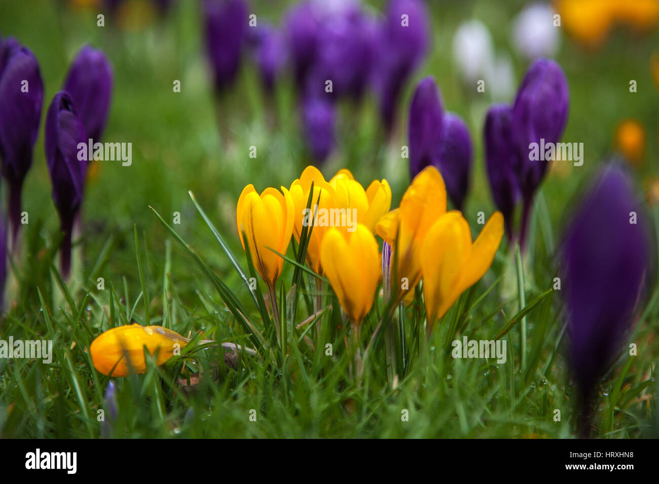 Frühling blühende Krokusse gepflanzt Massen am Dorfplatz aus niedrigen Winkel aufgenommen Stockfoto