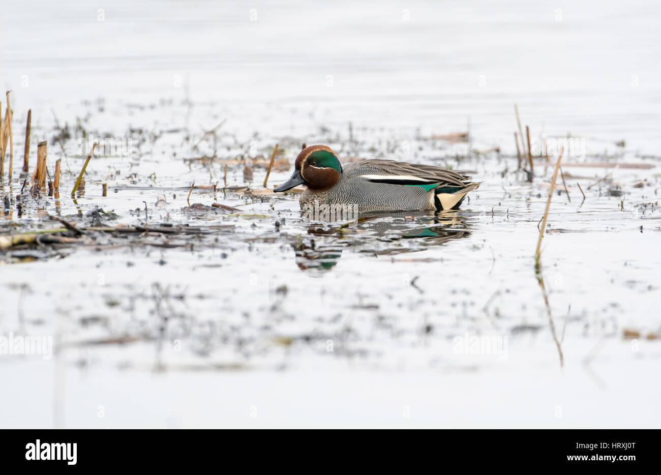 Männlich (Drake) eurasischen Krickente (Anas Vogelarten) Stockfoto