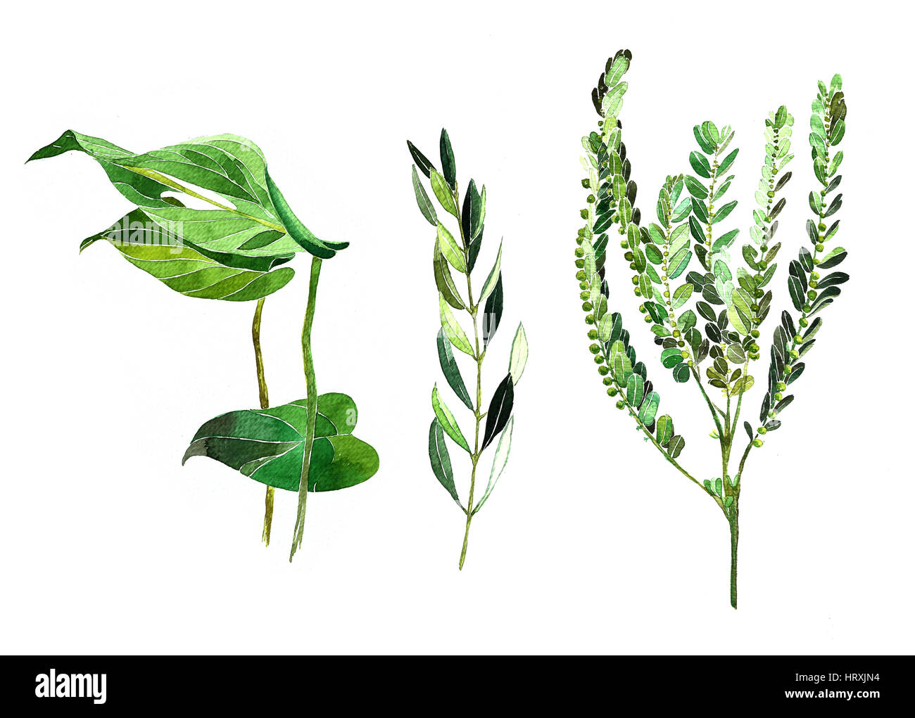 Aquarell, grünes Blatt. Natürlichen grünen Pinsel. Stockfoto