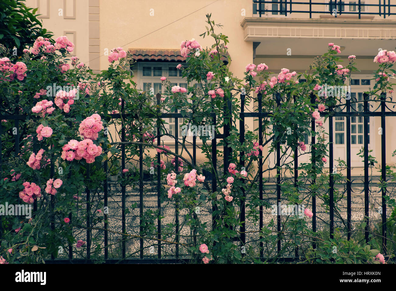 Schöner Zaun eines Hauses in Dalat, Vietnam, Spalier klettern Rosen