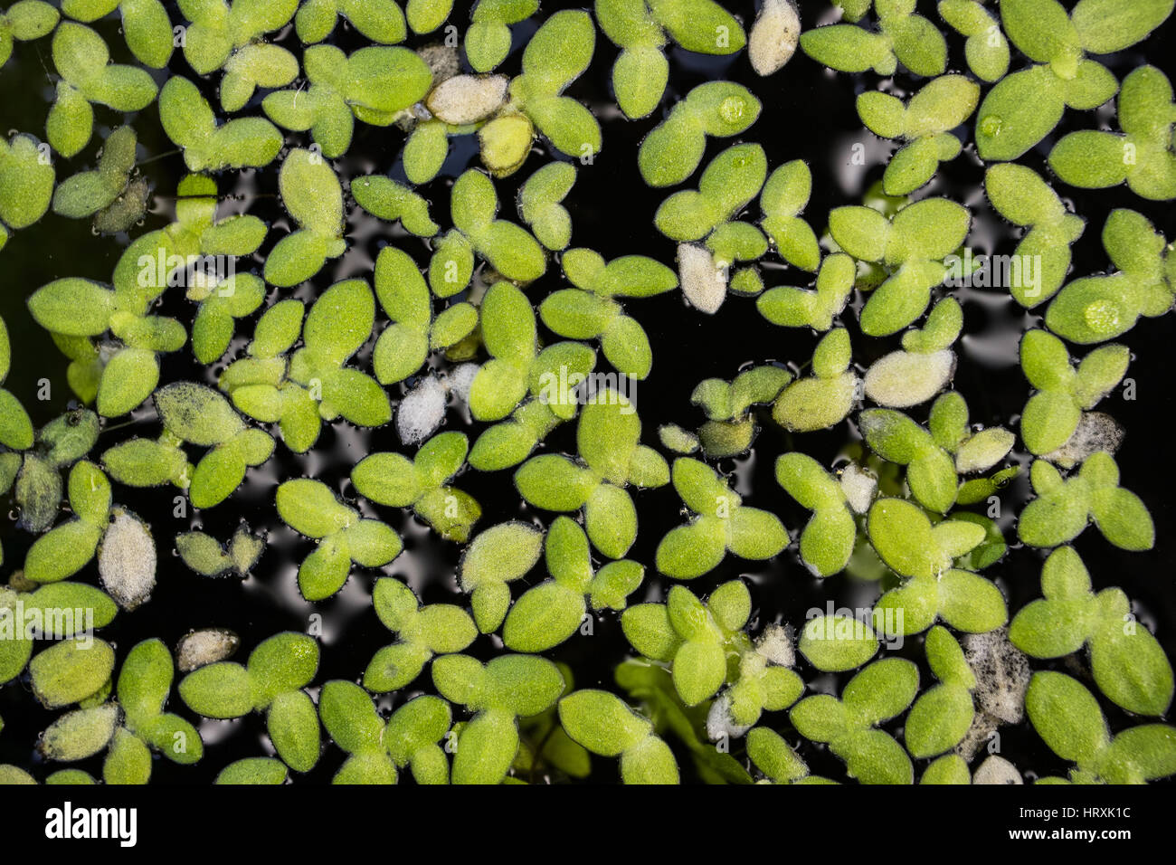 Wasserpflanze grünen Hintergrund. Natur-Textur. Stockfoto
