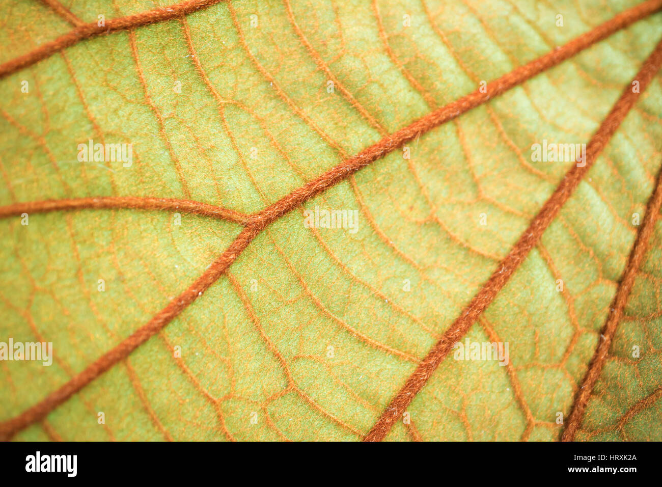 Welkes Blatt Hintergrund. Gelbe Blätter-Muster. Stockfoto