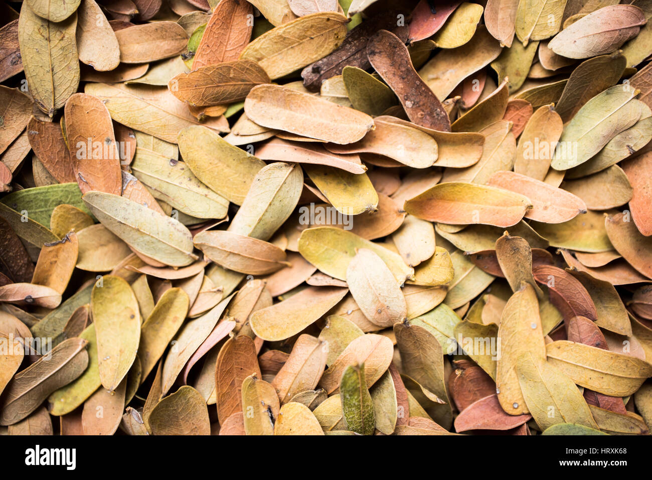 Trockene Blätter Nahaufnahme auf unscharfen Fokus. Stockfoto