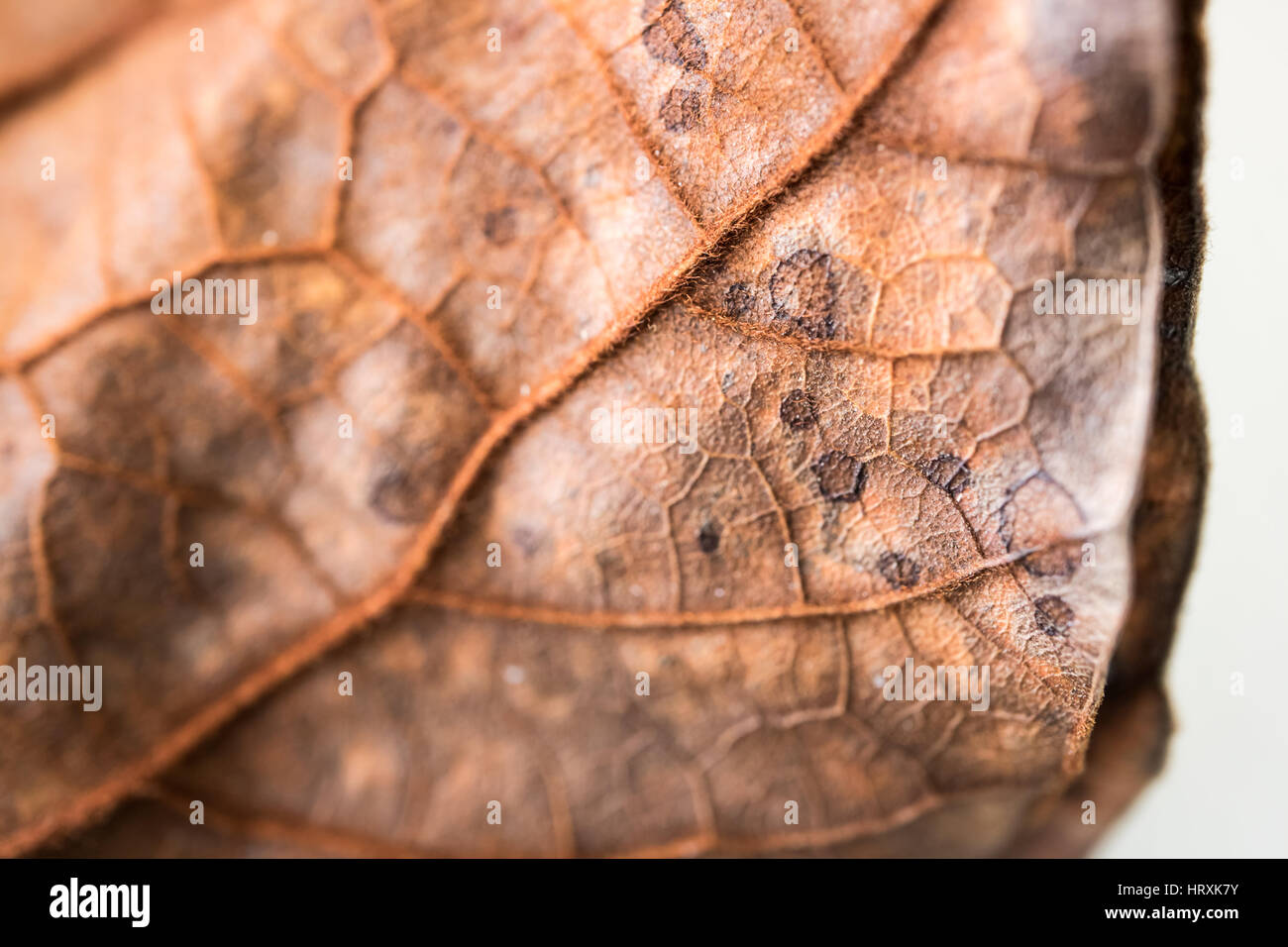 Getrocknete Blätter Nahaufnahme und Makrofokus verschwommen. Stockfoto