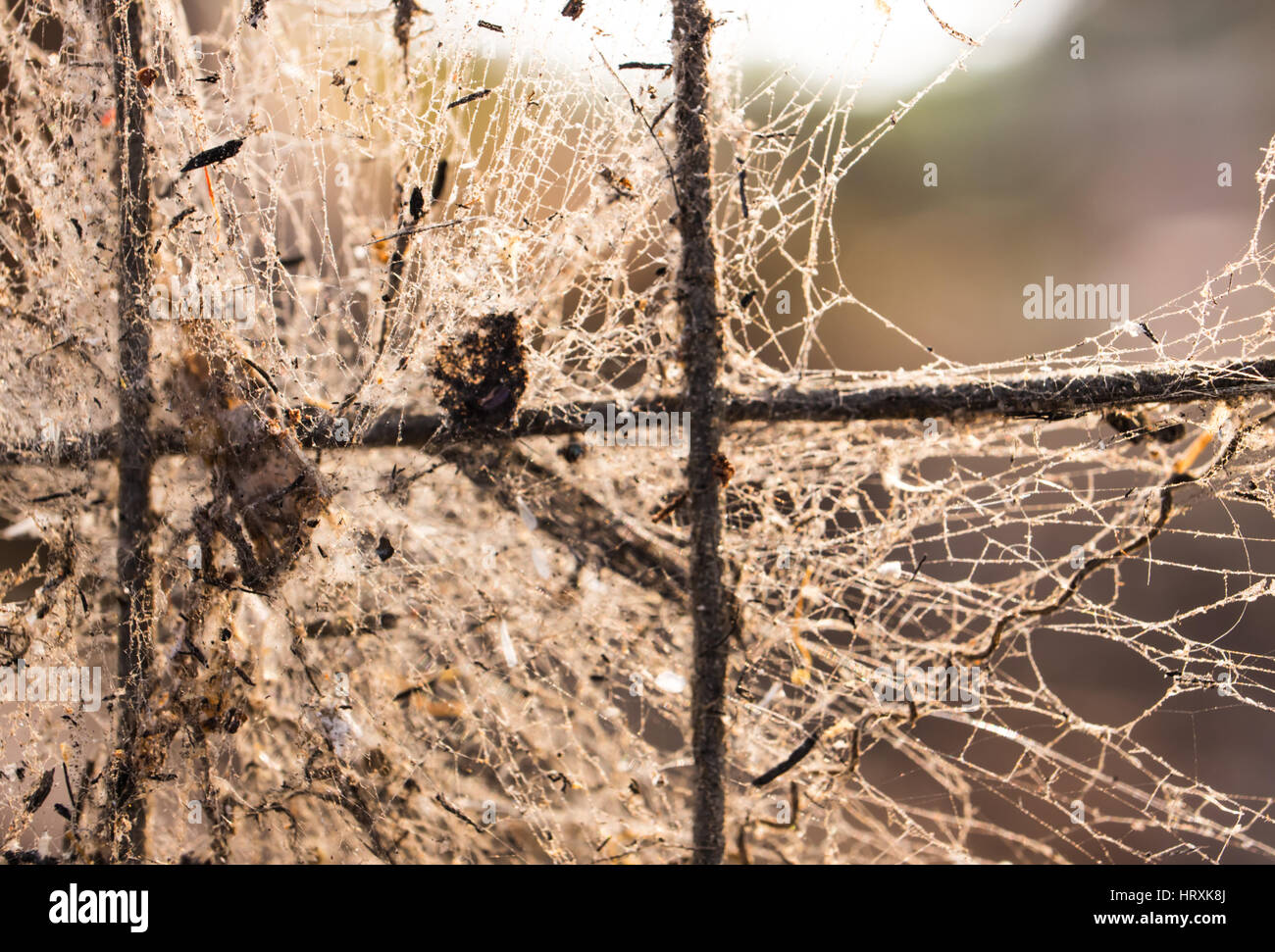 Spinnennetz mit Tod Bugs auf Nostalgie Atmosphäre unscharfen Fokus. Stockfoto