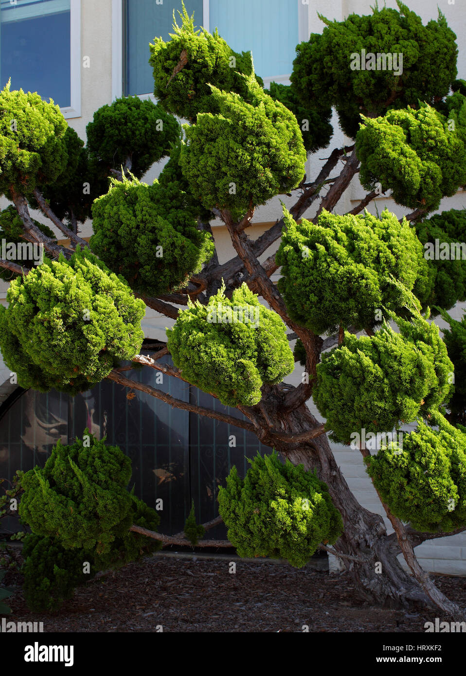 Schöner Baum am Pazifischen Ozean in San Diego, Kalifornien. Stockfoto