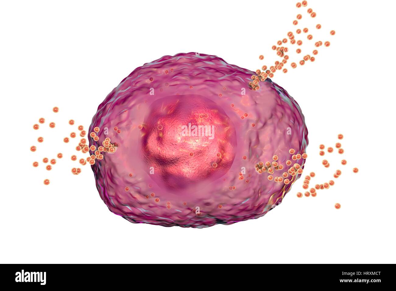 Mastzellen Histamin bei allergischen Reaktion, Computer Illustration die Freigabe. Mastzellen sind äußerst (weiße Blutzellen). Sie enthalten chemische Mediatoren Histamin, Serotonin Heparin. Histamin wird von Mastzellen in Reaktion auf Allergen verursacht lokalisierte entzündlichen immunen befreit. Stockfoto