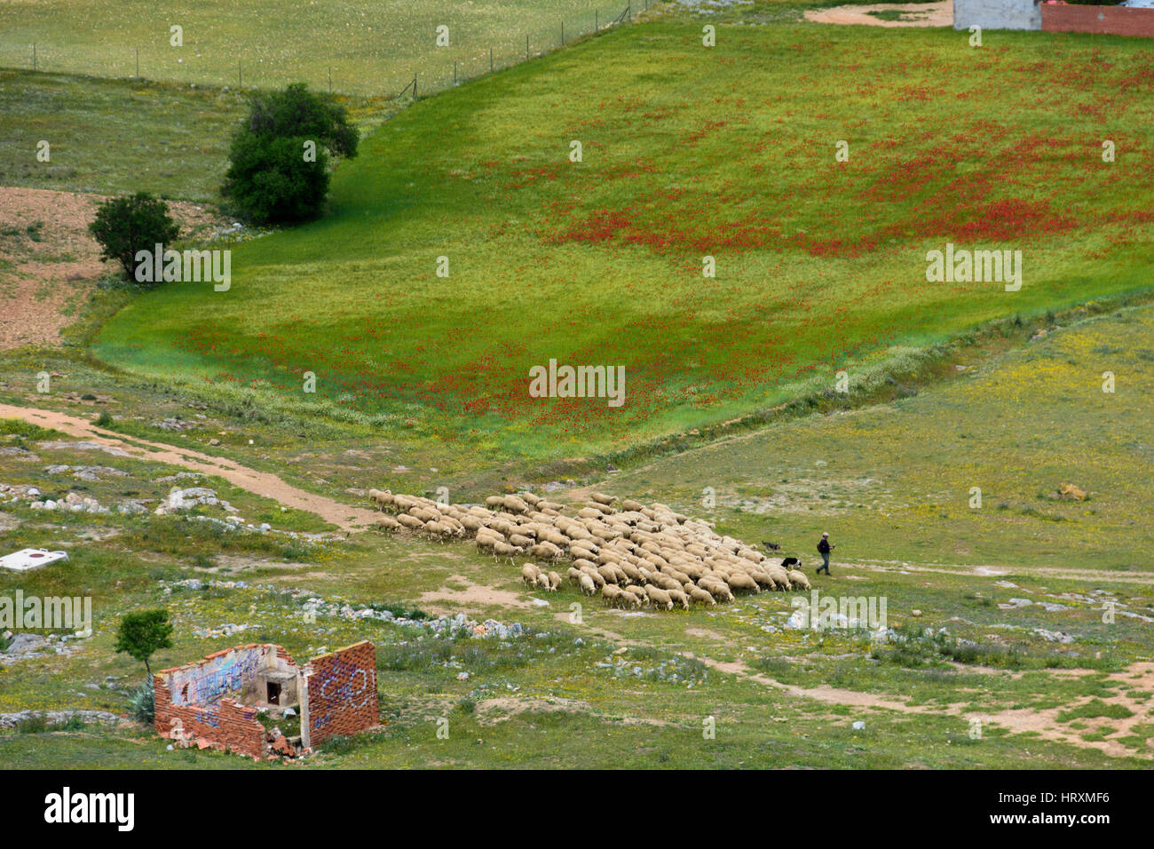 Schäfer mit Herde von Schafen bei Consuegra, Provinz von Toledo, Kastilien-La Mancha, Spanien Stockfoto