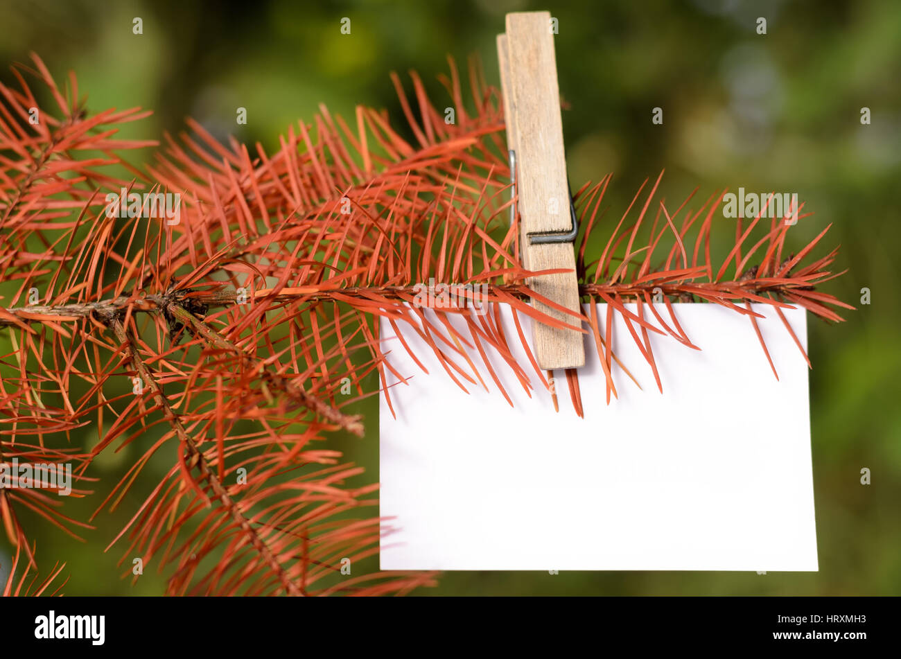 Leere Karte fixiert auf einem Zweig der Toten Baum. Platz für Formulierungen. Mit einer Wäscheklammer angeheftet Stockfoto