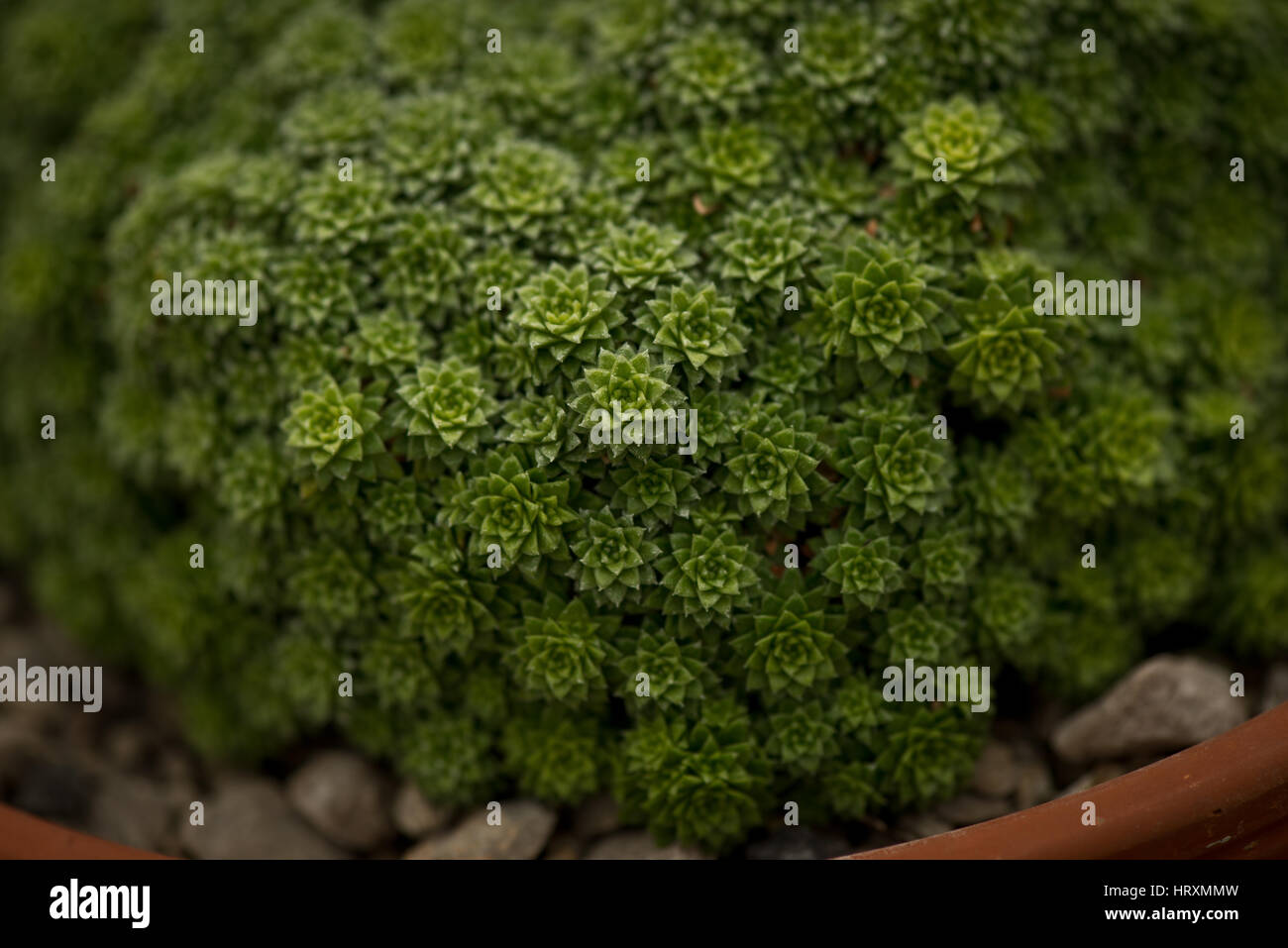 Fraktale Pflanzenwachstum Stockfoto