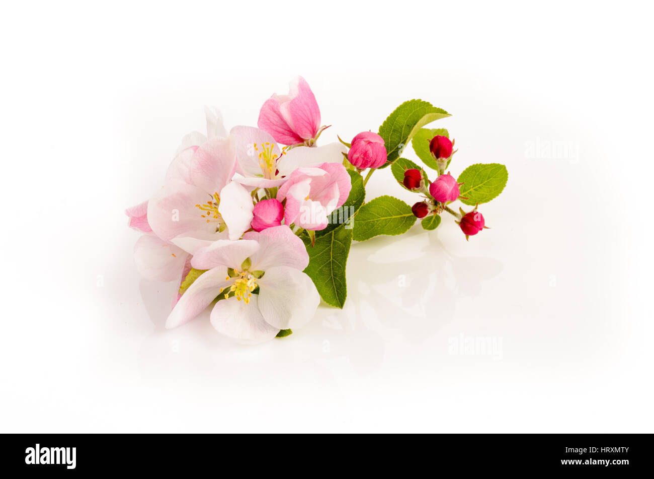 Apfel Baum Blumen auf weißem Hintergrund, Frühlingsblüten Stockfoto