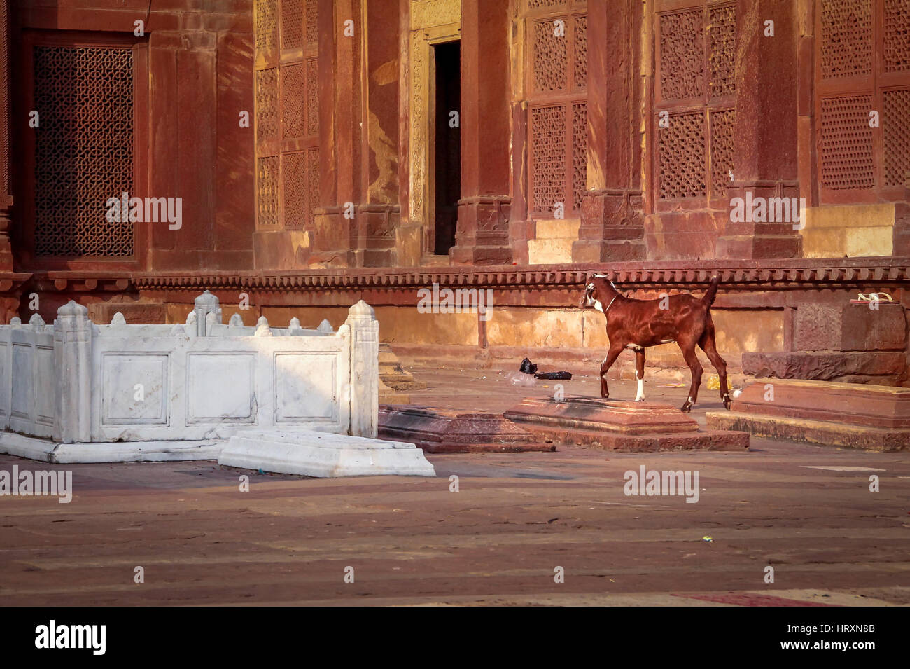 Ziege in der Nähe von einem Grab in Fatehpur Sikri - Indien Stockfoto
