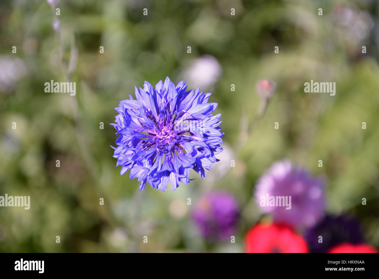 Fleur Bleuet... Stockfoto