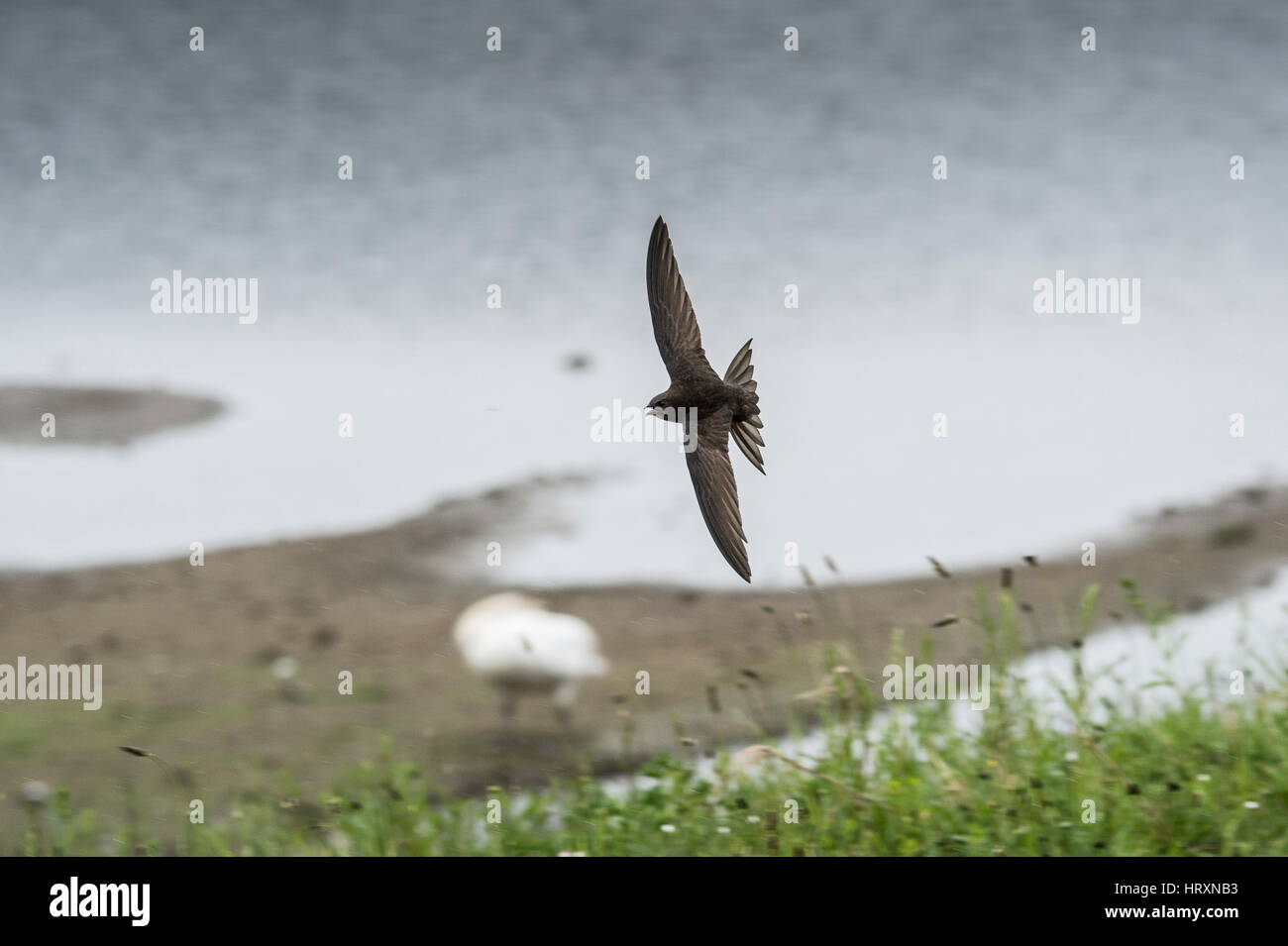 Swift, Apus Apus, jagen Insekten Beute mit Schnabel offen, in der Nähe von Feuchtgebieten, an RSPB Reserve, West Yorkshire, Nordengland Stockfoto